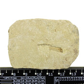 125 million year old fossil fish 125 million year old fossil fish