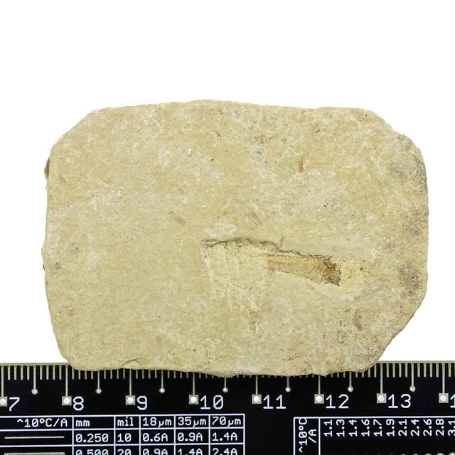 125 Millionen Jahre alte fossile Fische 125 Millionen Jahre alte fossile Fische