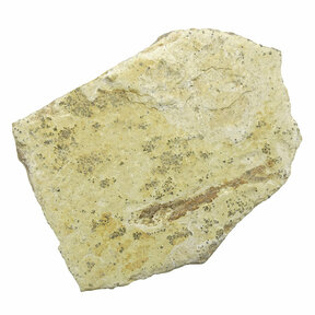 Fossil Fish, Dastilbe Brazil