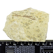 125 million year old fossil fish 125 million year old fossil fish