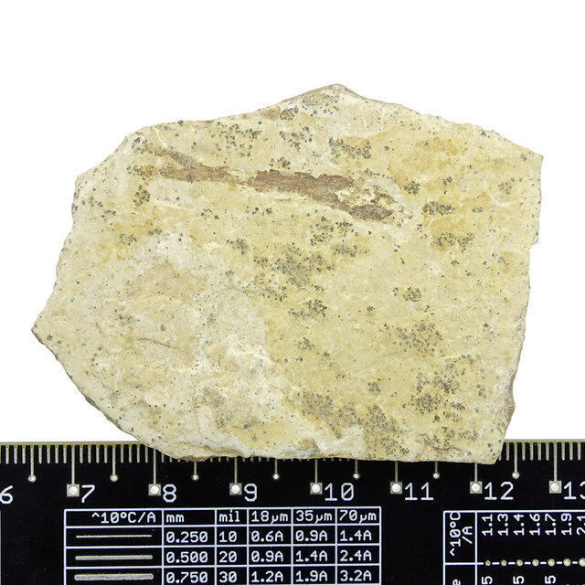 125 million year old fossil fish 125 million year old fossil fish