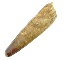 Real dinosaur tooth of the spinosaurus