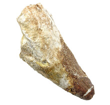 Real dinosaur tooth from a Spinosaurus