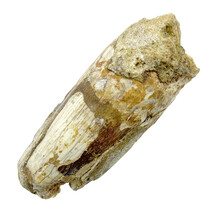 Real dinosaur tooth from a Spinosaurus