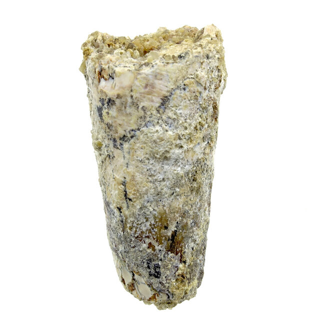 Real dinosaur tooth from a Spinosaurus