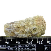 Real dinosaur tooth from a Spinosaurus