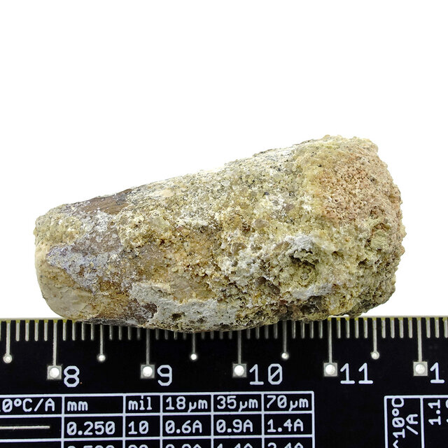 Real dinosaur tooth from a Spinosaurus