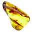 Baltic Amber with enclosed insect