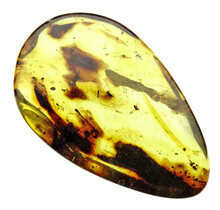 Baltic Amber with enclosed insect