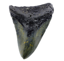 Fossil Megalodon tooth