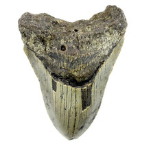 Fossil Megalodon Haifischzahn