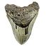 Fossil Megalodon tooth