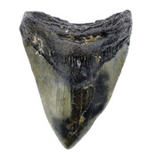 Fossiler Zahn des Megalodon