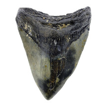 Fossil tooth of the Megalodon