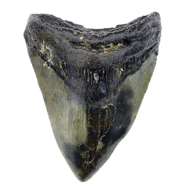 Fossiler Zahn des Megalodon