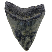 Fossiler Zahn des Megalodon