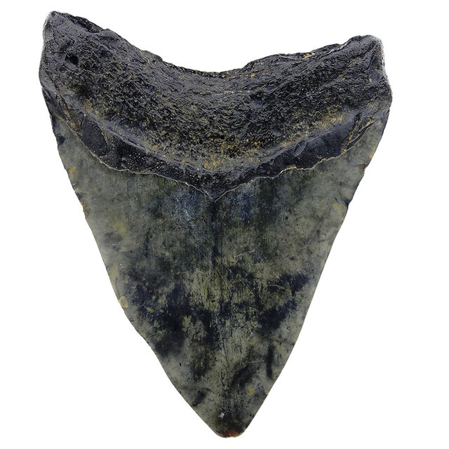 Fossiler Zahn des Megalodon