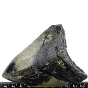 Fossiler Zahn des Megalodon