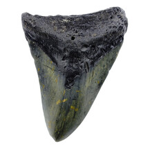 Fossil Megalodon Haifischzahn