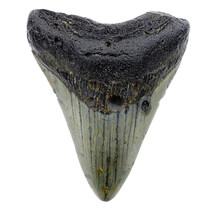 Fossil Megalodon tooth