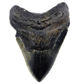 Fossiele tand van de Megalodon Fossiele tand van de Megalodon