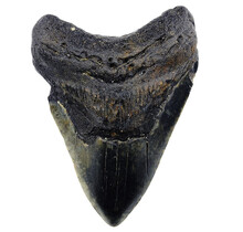 Fossil tooth of the Megalodon
