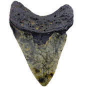 Fossiele tand van de Megalodon Fossiele tand van de Megalodon