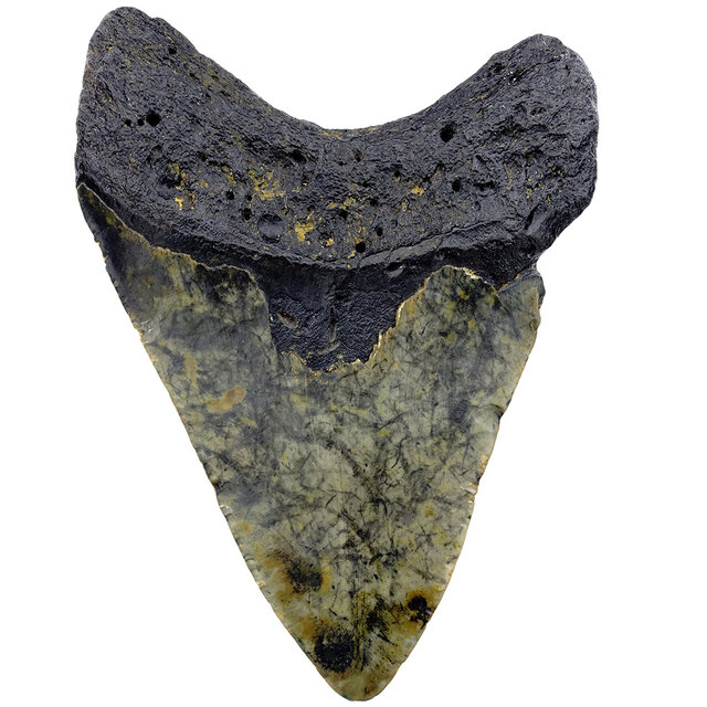 Fossil tooth of the Megalodon Fossil tooth of the Megalodon