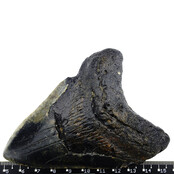 Fossil tooth of the Megalodon Fossil tooth of the Megalodon