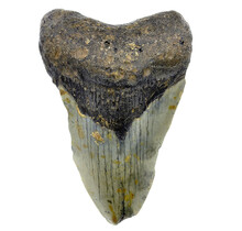 Fossil tooth of the Megalodon