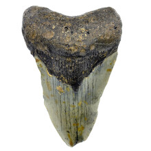 Fossil Megalodon tooth 9 cm