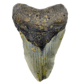 Fossiele Megalodon tand 9 cm