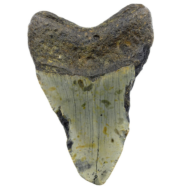 Fossil tooth of the Megalodon Fossil tooth of the Megalodon