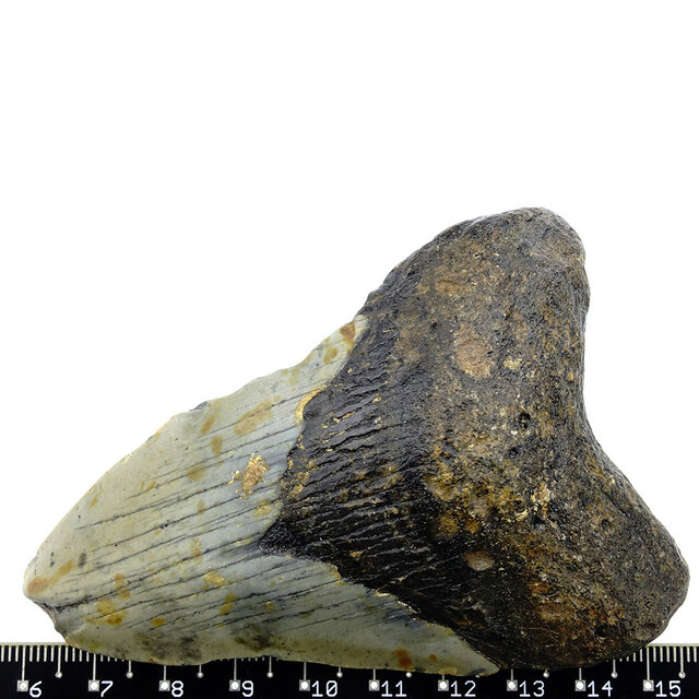 Fossil tooth of the Megalodon Fossil tooth of the Megalodon