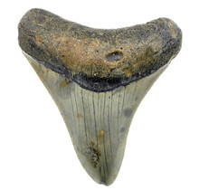 Fossil Megalodon Haifischzahn