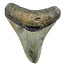 Fossil Megalodon tooth