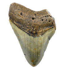 Fossil Megalodon tooth 10 cm