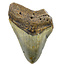 Fossiler Zahn des Megalodon