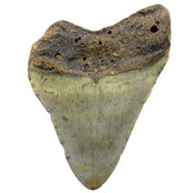 Fossil tooth of the Megalodon Fossil tooth of the Megalodon