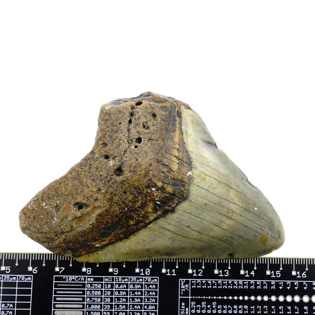 Fossiler Zahn des Megalodon Fossiler Zahn des Megalodon