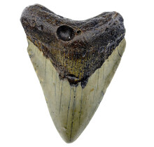 Fossil Megalodon Haifischzahn