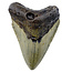 Fossil tooth of the Megalodon