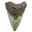 Fossil Megalodon tooth