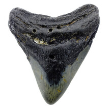 Fossil Megalodon Haifischzahn