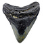 Fossil Megalodon tooth