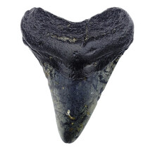 Fossil tooth of the Megalodon
