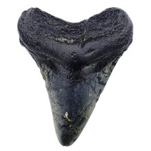 Fossiler Megalodon-Zahn 9 cm