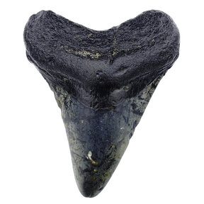 Fossiler Megalodon-Zahn 9 cm