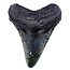 Fossil Megalodon tooth