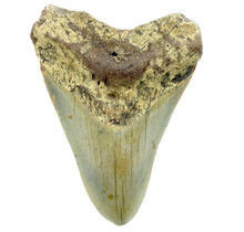 Fossil Megalodon tooth